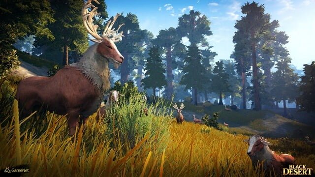 Black Desert: Экология Восточного Баленоса