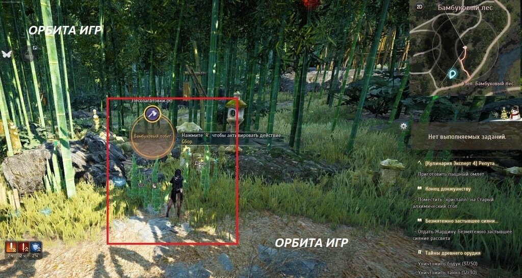Бамбуковый побег